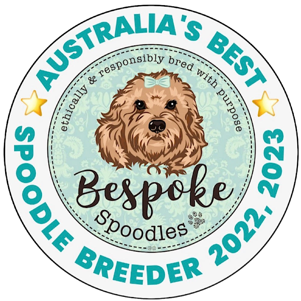 Australias best spoodle breeder